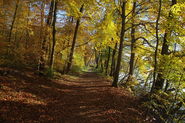 Schöner Herbstwald