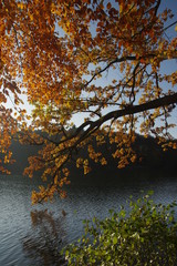 Buntes Herbstlaub an Eiche über See