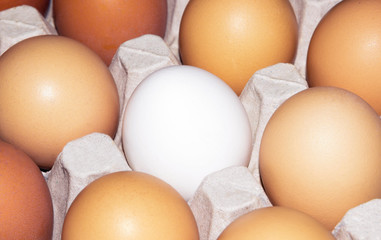 chicken eggs in egg cells, one egg is not like everyone else