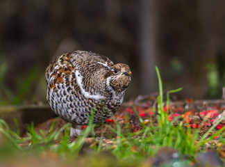 Grouse