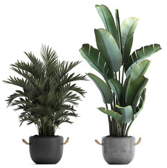 3d illustration of tropical plants on white background © Yurii