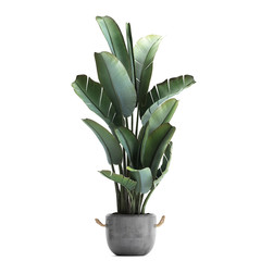 3d illustration of tropical plants banana