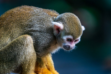Squirrel monkey in a jungle