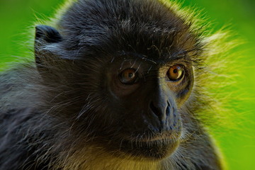 East Malaysia. island of Borneo. The name of the monkey Langur (monkey family) comes from a word...