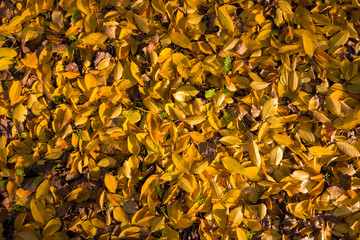 Background of yellow fallen leaves in the sunlight.