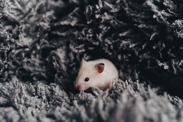 Little white mouse sits in a fluffy gray plaid