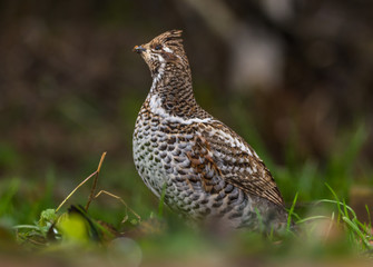 Grouse