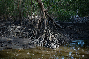 river in the forest mangrove