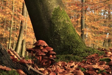 brown mushrooms with colorful autum forest background © Lars Gieger