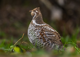 Grouse