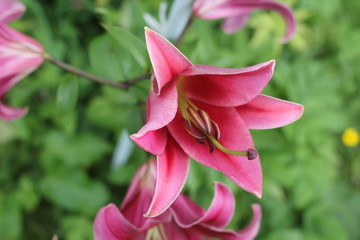 Fototapeta premium Pink lily