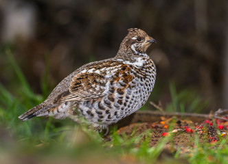 Grouse