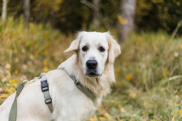 Golden retriever pale young dog is running on the grass 