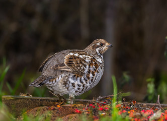 Grouse