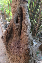 Fototapeta na wymiar moutain forest green tree stone travel thai