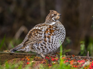 Grouse