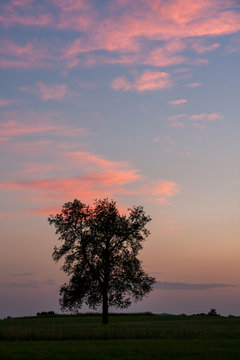 Baum mit Abendhimmel