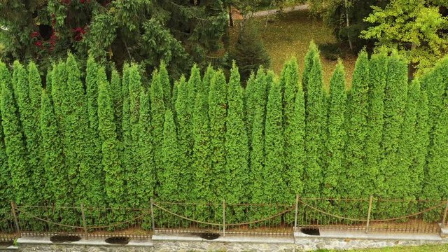 Green hedge of thuja trees. Aero footage
