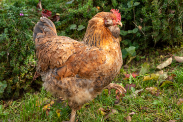 Poule