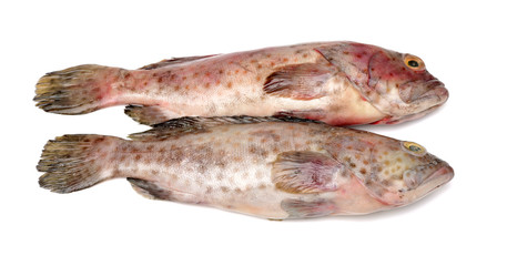 Grouper Fish on white background