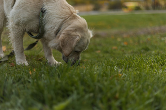 Golden retriever pale young dog is running on the grass 