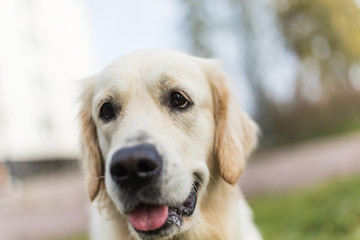 Golden retriever pale young dog is running on the grass 