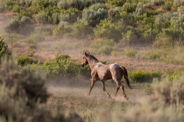 Beautiful Wild Horse in the Sand Wash Basin Colorado in Summer