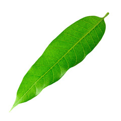 Obraz premium Green Mango leaves isolated on white background
