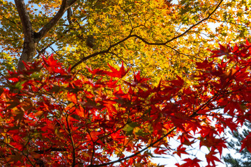 autumn leaves background