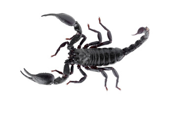 Black scorpions isolated on a white background