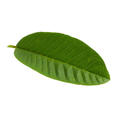 Green Guava leaf isolated over white background.