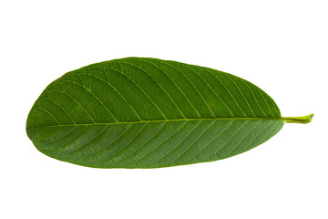 Green Guava leaf isolated over white background.