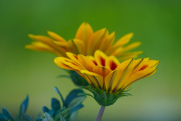 Fototapeta premium Wunderschöne Blume