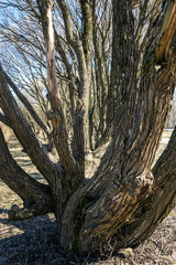 the twisting trunks of the willow for the background