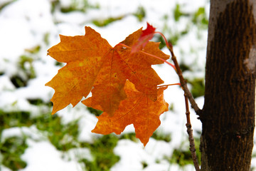 The first snow on the red maple leaves. Beautiful branch with orange and yellow leaves in late fall or early winter under the snow.