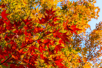 autumn leaves background