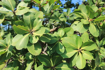 moutain forest green tree stone travel thai
