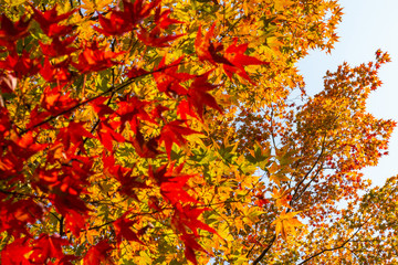 autumn leaves background