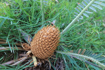 moutain forest green tree stone travel thai