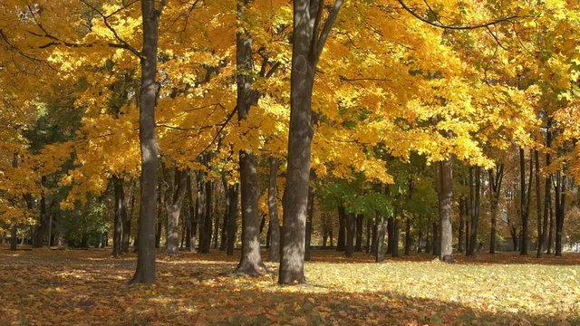 Beautiful yellow maples in the autumn park. Slow motion video