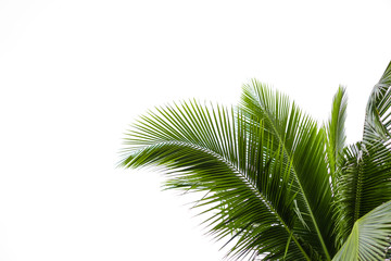 Coconut leaves on a isolated white background,clipping paths.