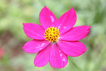 Macro shot of a beautiful and vibrant​ ​cosmos flowers​ in​ rainy​ day. Pink​ cosmos flowers on a green background. In the tropical garden. Real nature flowers. 