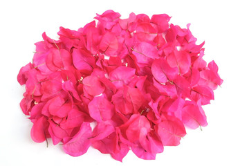 pink flower isolated on white background