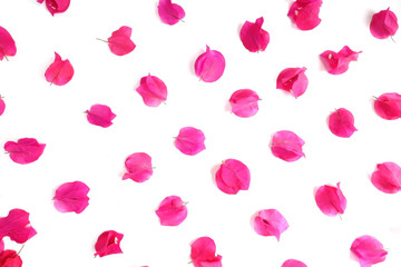 pink flower isolated on white background