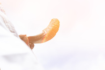 Jewish man in Tallit blowing the Shofar (horn) of Rosh Hashanah (New Year Jew) and Yom Kippur...