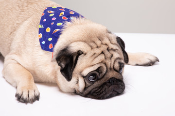 Cute pug dog with Scarf so handsome and healthy purebred dog lying on white background,Adorable Dog Concept