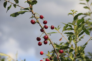 branch of tree with red berries on white background