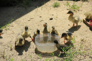 family of ducks