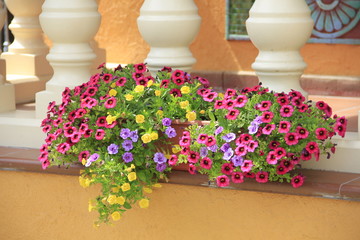 Fototapeta na wymiar flowers in pot on table