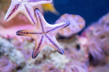 Close up of the underside of a colorful orange sea star (starfish, star fish) in a marine coral reef tank aquarium, as it crawls across the glass.
